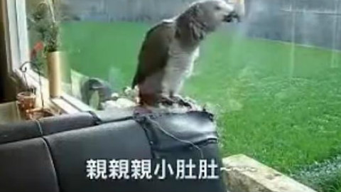 一只知道主人太多秘密的鹦鹉,满脑子魔性的小肚肚